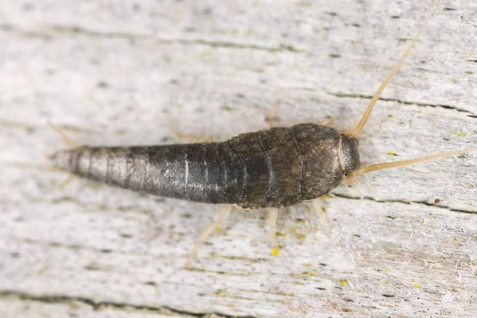 Silberfischchen
